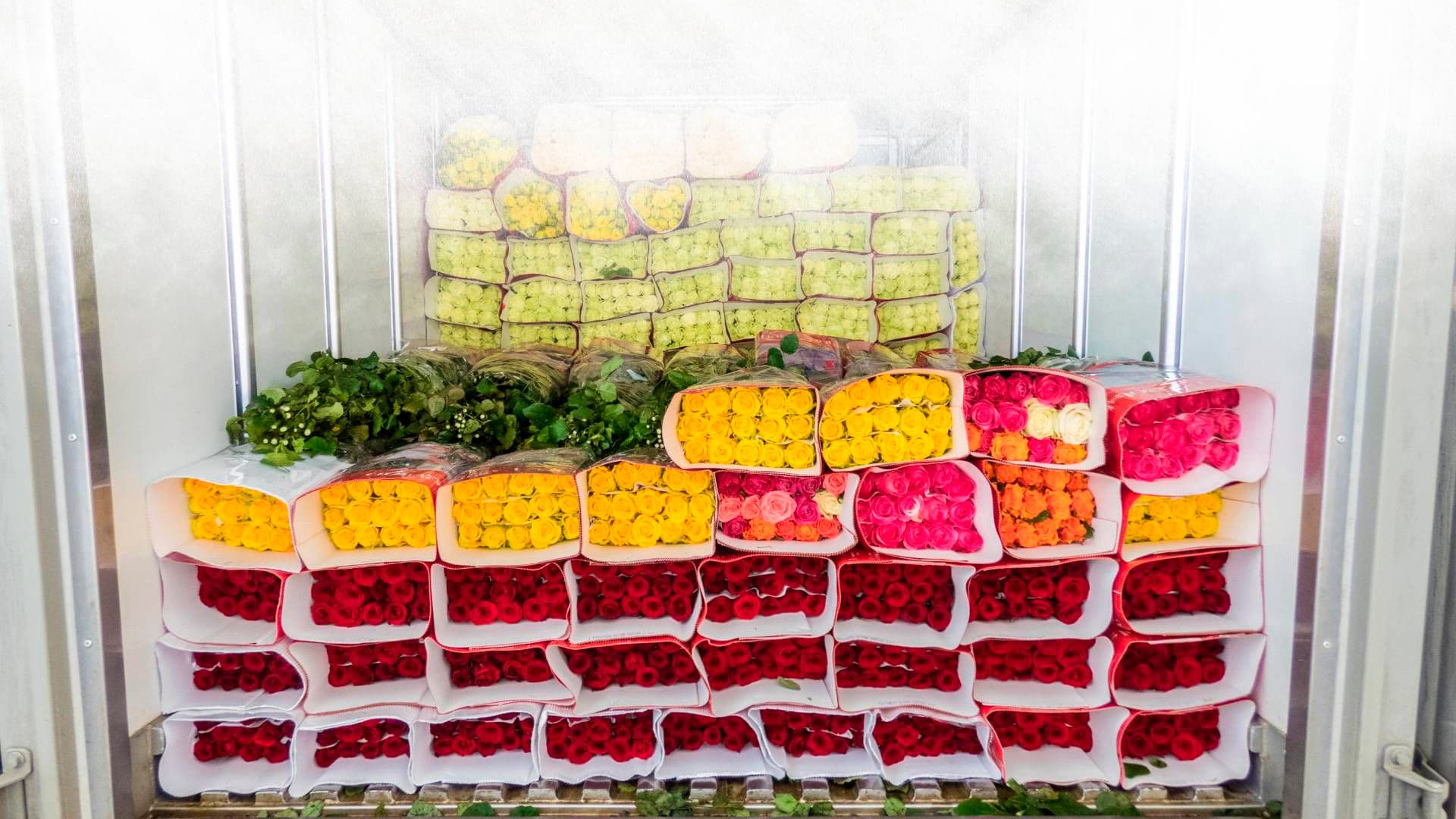 Terminal de flores Background Terminal de flores